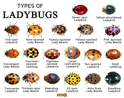 fake ladybug name|what are brown ladybugs called.